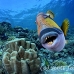 triggerfish_titan_bro_b_ni_h_0578_egy1053.jpg